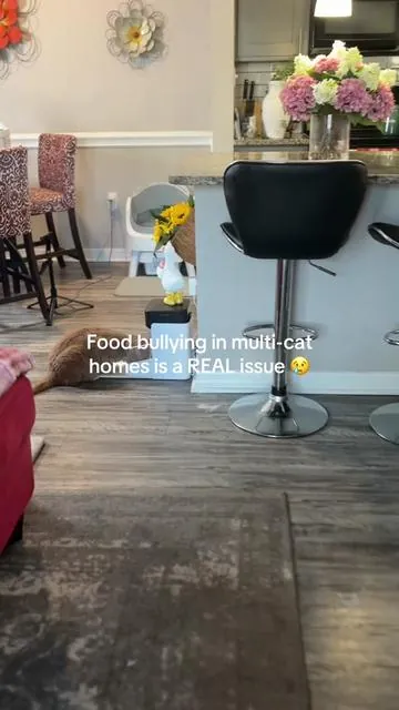 Food bullying in multi-cat homes is more common than people realize. This RFID automatic cat feeder only opens for the cat wearing the registered collar, so dominant cats and food thieves can’t steal meals anymore. It also closes when your cat walks away — which means no sneaking in after. Each cat gets their own portion, less stress, and calmer mealtimes. Perfect for multi-cat households, anxious eaters, and cats that eat too fast. Tip: add it to your cart to see available coupons. #tiktokshopcreatorpicks #tiktokshopstockup #TikTokShopSpringGlowUp  