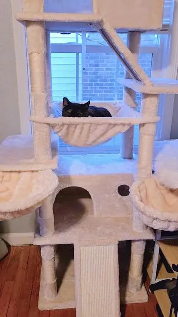 Zoey's pick for favorite cat tree. #kitty #tiktokshop #catsoftiktok #tortiesoftiktok   #Cat 