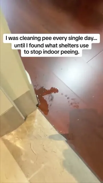 I was cleaning pee every single day until I found what shelters use to stop indoor peeing……WATCH TO THE END AND LISTEN CAREFULLY TO KNOW MORE!!!