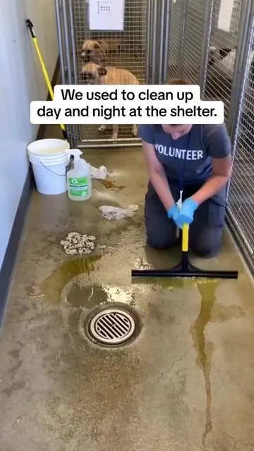 We used to clean up day and night at the shelter until we did this!! WATCH TO THE END TO LEARN MORE!!!!