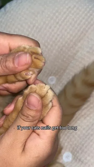 Regular nail trims are important for every cat! #catnails #catnailtrim#catmom#catsoftiktok #tiktokmademebuyit 