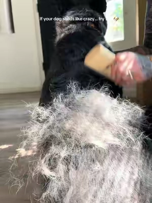 #dogowner #dogsoftiktok #dogmom #doglover 