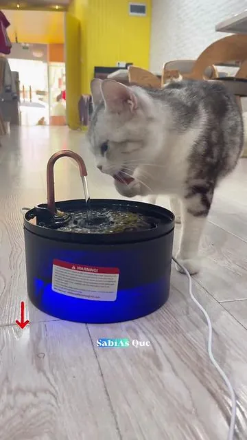 Para nuestra promoción de primavera, he preparado dos bebederos para tus felinos. Ofrecen agua purificada circulante las 24 horas y tienen una capacidad de almacenamiento de 2.1 litros. Cuentan con una bomba de circulación de agua de larga duración, funcionamiento silencioso, sensor inteligente, sistema de filtración de cuatro etapas y un panel de plástico resistente y apto para uso alimentario. Su diseño es sencillo, fácil de desmontar y limpiar, y todos los componentes son desmontables. Además, ofrecen una excelente relación calidad-precio. Si quieres renovar la fuente de tu gato, el enlace está abajo.🐈💕🐱💦⛲️😼#catwaterfountain #waterfountain #drinkingwater #springfashion #cutecat 