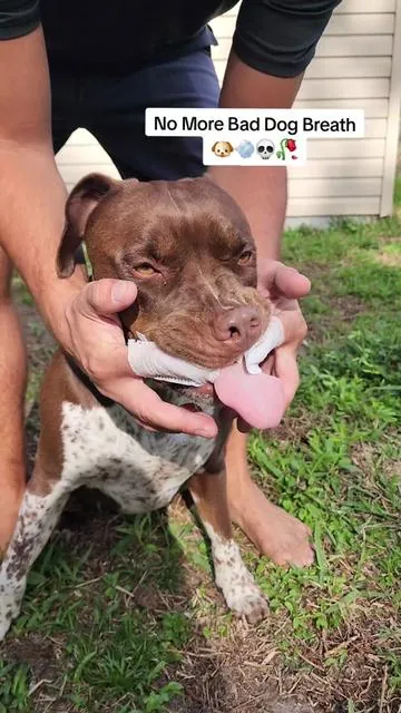 We take care of out best friends around here ❤️  #doghealth #dogteeth #dogdentalcare #dogsoftiktok #puppy 