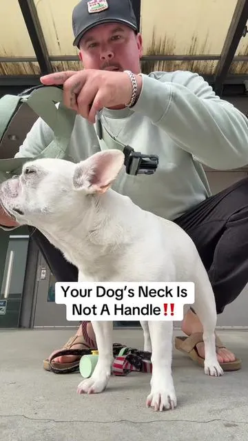 Your dog’s neck is not a handle. If your dog pulls, all that pressure goes right to their neck with a collar. This harness helps distribute the pressure safely across their chest instead. Way better walks #dogsoftiktok #dogharness #frenchiesoftiktok #ivdd #tiktokshopcreatorpicks 