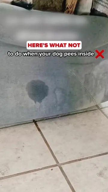 Here’swhat not to do when your dog pees inside ……WATCH TO THE END AND LISTEN CAREFULLY TO KNOW MORE!!!