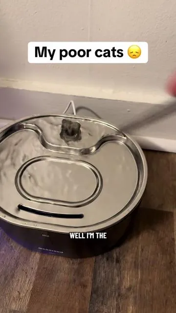 My cats obviously missed having a cat fountain, so grateful they have one again! @Geoorood-us  #catproducts #catfountain #greenish #catsoftiktok #cats 