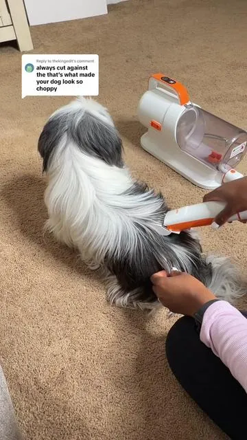 Replying to @thekingedit It’s almost summer time now so let’s see how this goes! I’m savings myself $60 per dog monthly doing it myself! This time I’m cutting it this way! How did I do? #petgrooming #petgroomingvacuum #groomingdog #doggrooming #doggroomingtips 