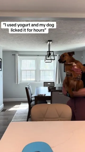 My dog is obsessed with this #tiktokshopcreatorpicks #dogparents #dogenrichment #dogtoy #yipyipyipetor @Yipetor 