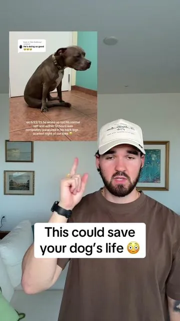 Pls watch this if you care about your dog 