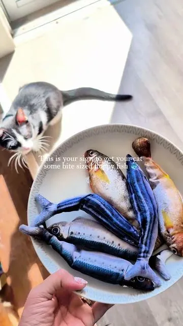 🐟🐡🐠 #floppyfish #teasertoy  #tiktokshopcreatorpicks #tiktokshopstockup #cattoy @Petgravity US 