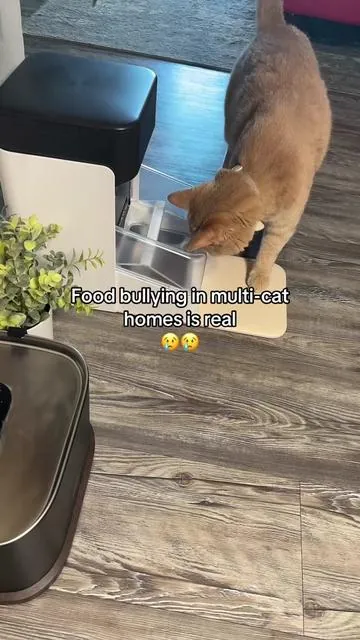 In multi-cat homes, food stealing is a real thing 👀 This RFID feeder only opens for the registered cat, so meals stay separate. It closes when your cat walks away, which helps prevent other cats from jumping in. Each cat gets their own portion and feeding time feels a lot calmer. Pro tip: check your cart for available coupons. #tiktokshopcreatorpicks  #Greenish #Tiktokshopstockup  #tiktokshopmothersday 