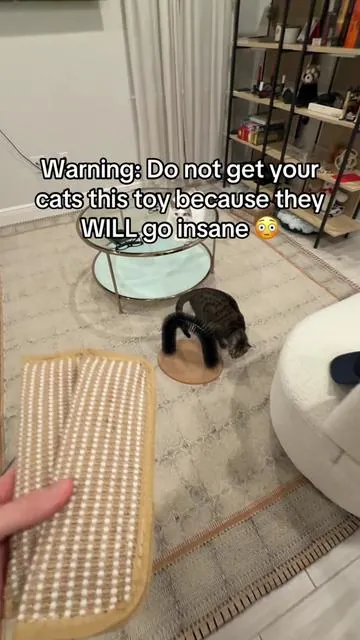 I’ve never seen them act like this 😂😂 #tiktokmademebuy #tiktokshopcreatorpicks #cattoys 