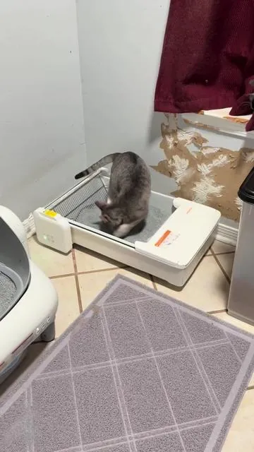 Chick is such a silly boy! Watch the second part of the video so you can see how it stops when he gets back into it. I like that kind of safety feature! #autolitterbox #selfcleaninglitterbox #catsoftiktok #catproducts 