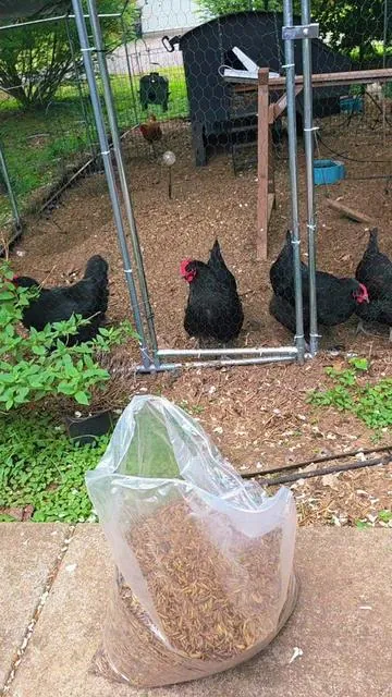 my chickens go crazy for these #tiktokshopmothersday #tiktokshopstockup #backyardchickens #chickens #blacksoldierlarva 