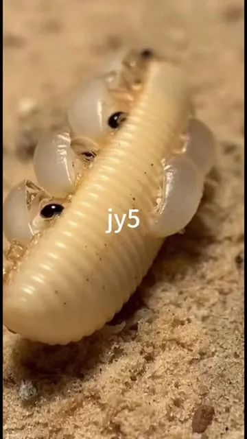 #pest#cockroach#pestcontrol #tiktokshop
