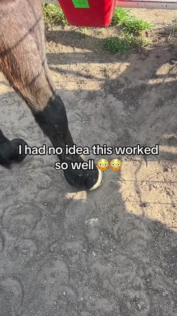 Flies all over your horse’s legs? This is a simple, skin-safe way to keep them off without harsh sprays. Easy to use, smells good, and makes turnout way more comfortable. #skinsosoft 