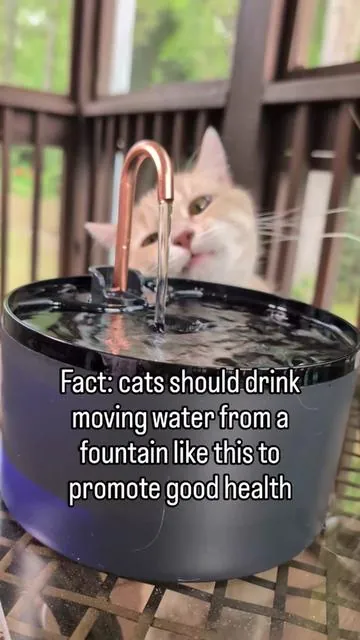 did you know cats prefer to drink moving water? Clean, filtered, moving water is also beneficial for their health @MISFANS DIRECT #catwaterfountain #catfountain #catproducts #catmom #tiktokshopfinds 