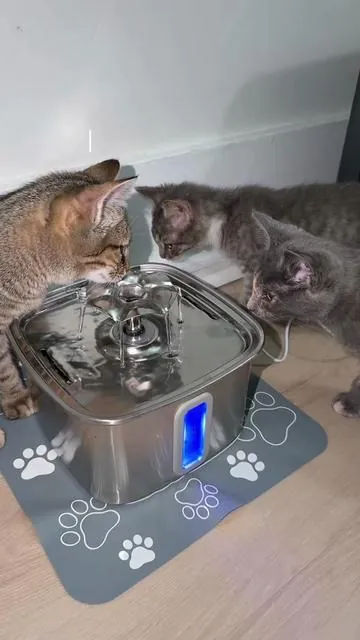 Your cat isn’t picky… they just want fresh, flowing water 💧🐱  #CatMom #cats #kittens #catfountain 