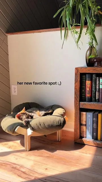 can confirm, flower bed is cat approved🫰🏼 #catsoftiktok #catbed #catmom #cattoys 
