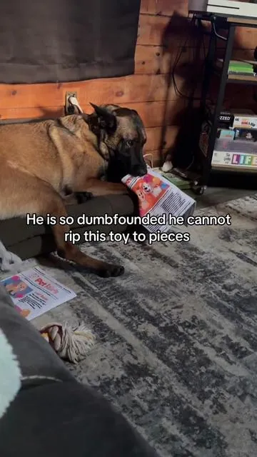 Such a good toy for a tough chewer #belgiummalinois #toughchewer #dogtoysoftiktok #dogtoy #dogmomsoftiktok 