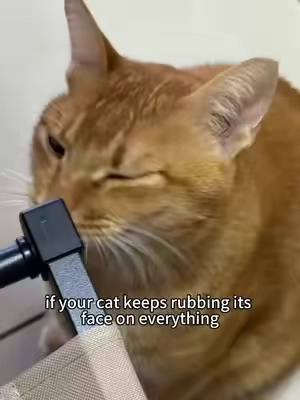 #catnip #cats #tiktokmademebuyit #catsoftiktok #cattoys 
