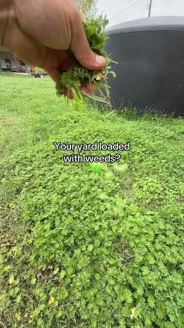 Got a lot of yard weeds? Try The Andersons Fertilizer With Surge.