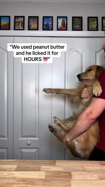 This was such a good idea!! #tiktokshopcreatorpicks #goldenretriever #enrichmentfordogs #enrichment #dogsofttiktok 