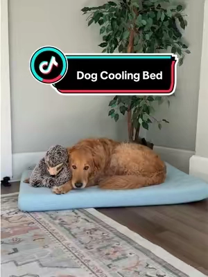 my dog is in love with his new cooking bed!! ❤️ #dogcoolingmat #dogbed #summermusthaves #tiktokshopspringglowup #tiktokshopcreatorpicks 