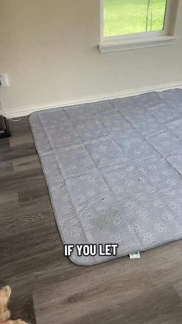 If you’re letting your dog pee on your floors without one of these… that’s kinda gross 😅 Save your floors and keep your house clean with these Improvia washable puppy pads that are going viral right now. They’re leak proof, reusable, and extra absorbent—no more ruined carpets or wasting money on disposables. Perfect for puppies, senior dogs, crates, beds, and bad weather days. They’re on a deal right now but it’s ending soon—tap the orange cart before these viral Improvia pads sell out. #creatorsearchinsights #tiktokshopcreatorpicks #home #dog #puppy 