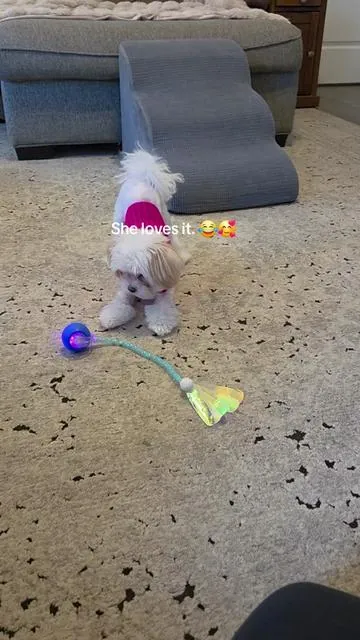 Her favorite toy. 🥰 #dogtoy #dogtoys #interactivedogtoy #funnydog #cutedog 