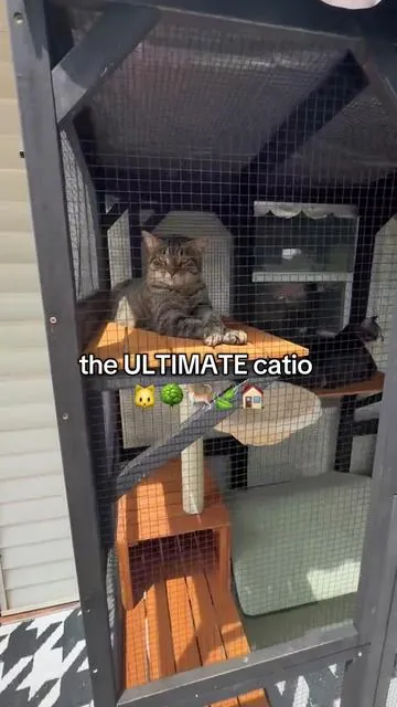 The ULTIMATE Cat house #catio #catlover #outdoorcat #catsoftiktok #catmom 