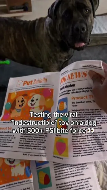This toy was made for tough chewers!  #indestructibletoy #viraldogtoy #funnydogtoy #besttoysfortoughchewers #boerboel