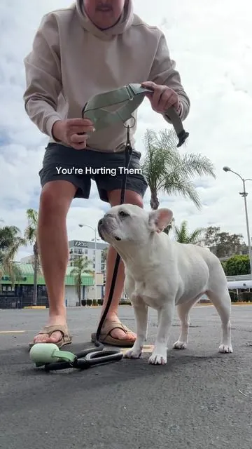 Collars do real damage. Especially for smaller dogs. We switched to a no neck pull harness and it’s made walks way easier. #dogwalk #frenchiesoftiktok #puppylove #dogharness #tiktokshopcreatorpicks 