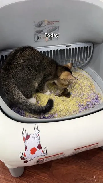 I’m never cleaning cat crap again##fumoi #SummerVibes #petlovers #MotherDayGifts #cat 