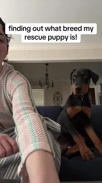 The health condition is really good info. I would’ve had no idea otherwise!!! I’ll have to talk to his Vet about that. ##adoptdontshop##doberman##rottweiler##rotterman##sharpei