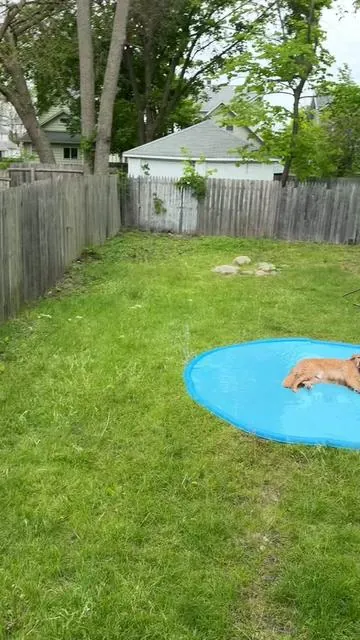 this thing saved my yard i guess  #dogsplashpad #petlovers #dogparents #tiktokshopcreatorpicks #tiktokshopmemorialday 