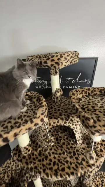 Leopard cat tree 😍 #cats #cattok #viral #fyp #catsoftiktok 