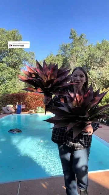 Replying to @Robbie These LEAFPLNT agave stakes completely transformed my patio and pool area 😭🌿 the red-green tropical colors add the prettiest pop to flowerbeds, front porches, outdoor corners, patios, poolside decor, and backyard landscaping. Perfect for summer decor, tropical home styling, resort vibes, curb appeal, and anyone wanting that luxury outdoor look without maintenance. They’re bold, realistic, easy to place, and honestly look WAY more expensive than they are 🫶 TikTok has been LOVING colorful outdoor decor this summer and I already know these are gonna sell FAST 👀@LEAFPLNT Shop #tiktokshopcreatorpicks #TikTokShopMemorialDay #SummerVibes #DealsForYouDays #artificialplants 