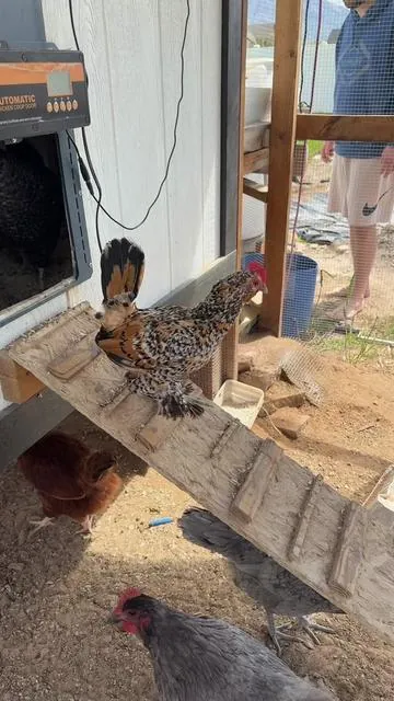 Protect your flock the easy way 🐔✨ This chicken & coop spray helps fight mites, lice, ticks, fleas, and flies while keeping your coop fresh and your hens comfortable. Bonus: no egg removal needed! #BackyardChickens #ChickenCoop #ChickenCare #HomesteadLife #poultrytips 