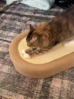Ditch the messy scratching boards and get your kitties a sisal scratching lounging bed instead 😸 @NICEPLUS PET  #cat #cats #catsoftiktok #catbed #cattoys 