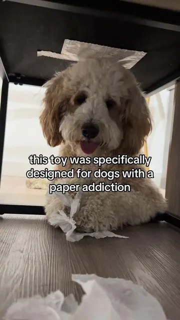he thinks this is a toy. i think it’s cheaper than replacing our mail 📬😂 #dogmom #dogdad #dogtoys #tiktokshop #crinkle 