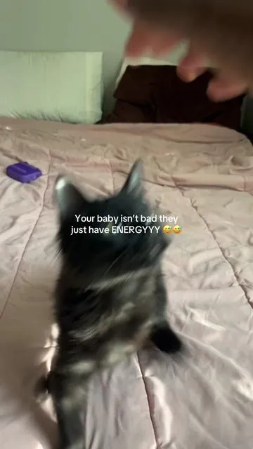 Anytime she gets to doing the most I just turned on this interactive cat toy, and it keeps her busy literally for hours. I think I’m more obsessed than her 😆 🐈 ❤️ #CatsOfTikTok #CatToy #Cats #FYP #InteractiveCatToy 