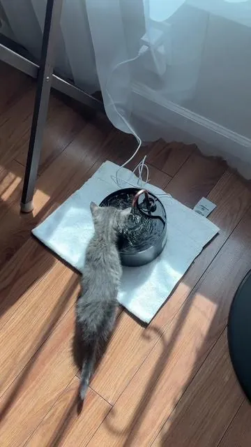 #cat #catsoftiktok #kitty #kitten #waterfountain 