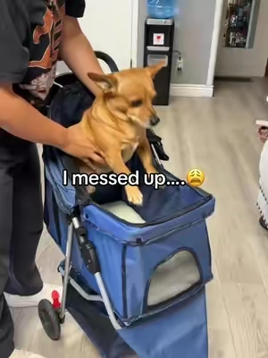 Wouldn’t miss the summer sale it’s on! #dogstroller #dogwalking #dogmom #petstroller #dogs 