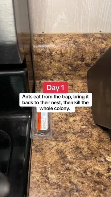 No ants 🙌 #ants #homeowner #homeownership #homeownertips 