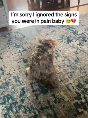 I finally found something that actually helped my baby ❤️‍🩹❤️‍🩹 #turkeytailfordogs #dogsupplements #dogitching #doglicking #dogeatinggrass 