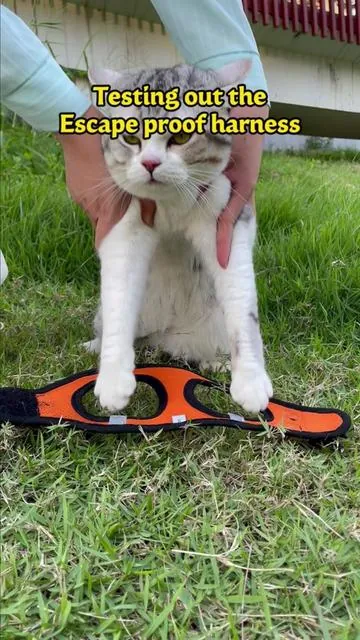 The right fit completely changes how secure your cat feels outdoors  #halypet #halypetharness #cat #catsoftiktok #catlover #SummerWins #DealsForYouDay
