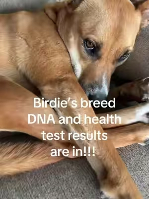 Not only is this super interesting to find out what breed your dog is, it can provide peace of mind for their health. So easy to use! #dog #dogs #dogsoftiktok 