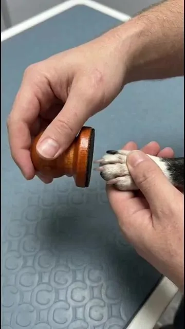 My pet and I both like pet nail trimming tools#summervibes☀️ #forpets #nailfile #pethealth #dogs 